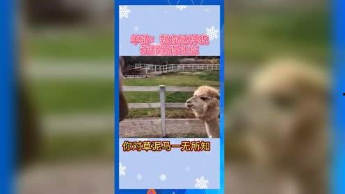 娱乐吃瓜羊